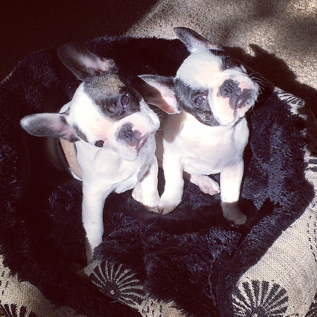 french bulldog puppies looking up