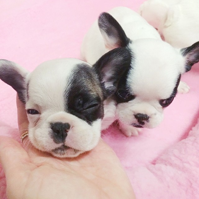 french bulldog puppies