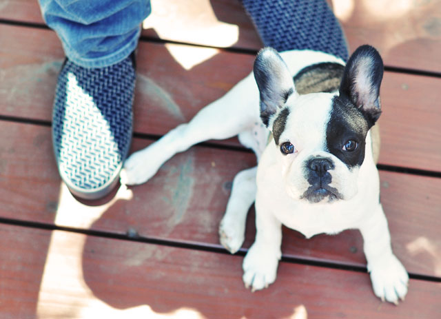 french bulldog puppy