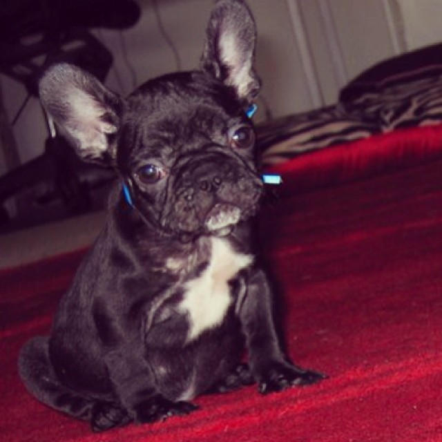 french bulldog puppy