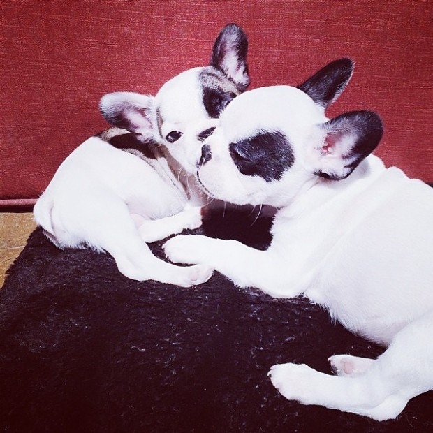 french bulldog pups kissing