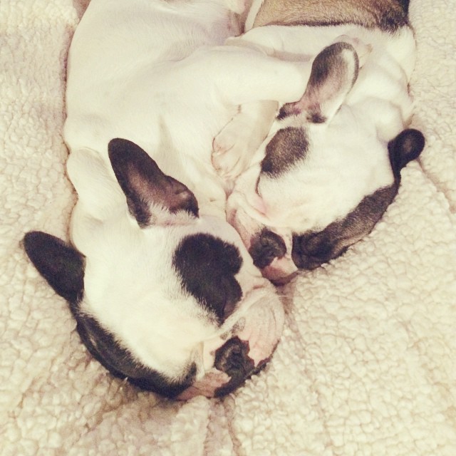 french bulldog snuggles