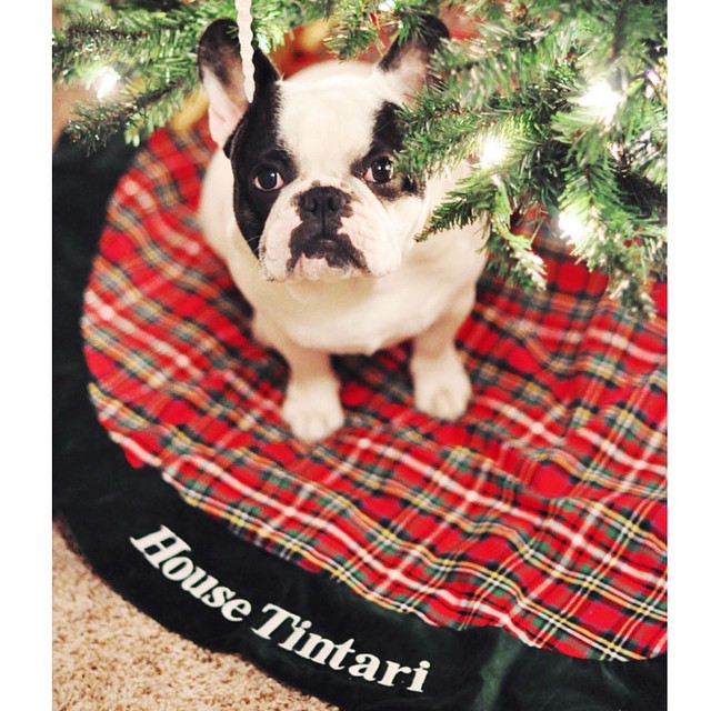 french bulldog under the tree