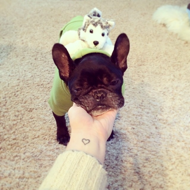 french bulldog