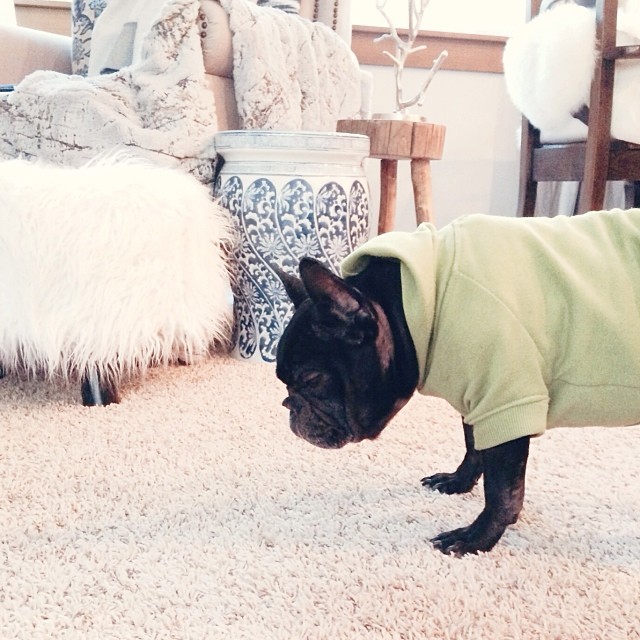 french bulldog