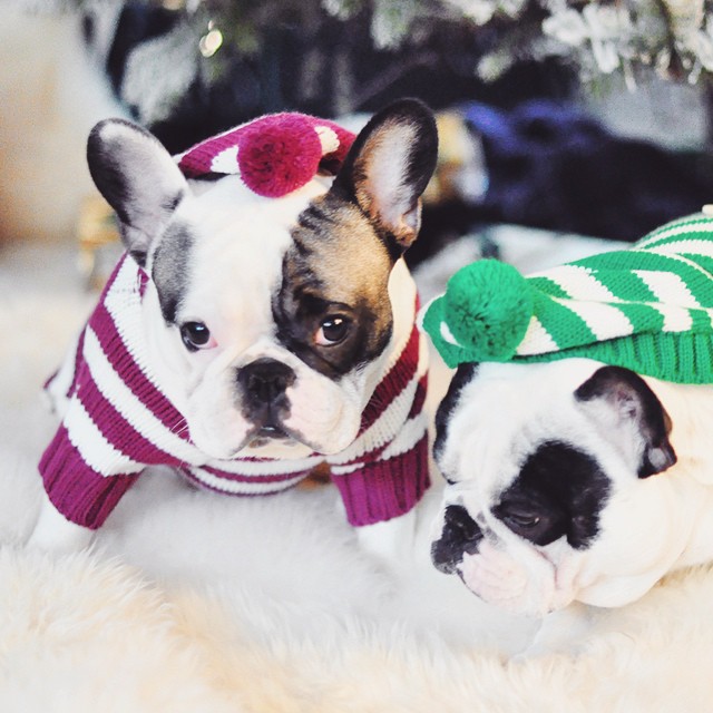 french bulldogs in striped sweaters