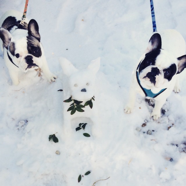 french bulldogs in the snow