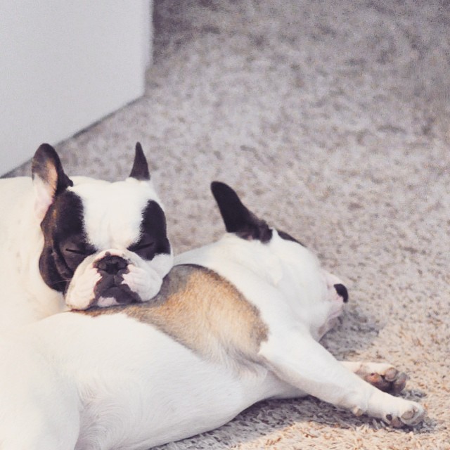 french bulldogs lay on each other