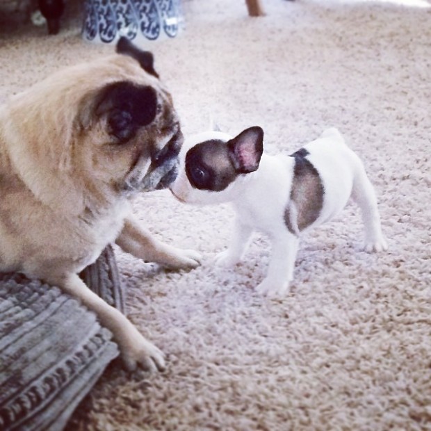 frenchie and a pug