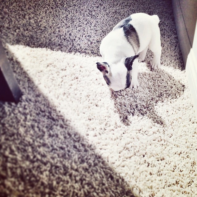 frenchie and his shadow