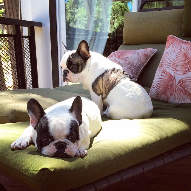 frenchie brothers enjoying the sun