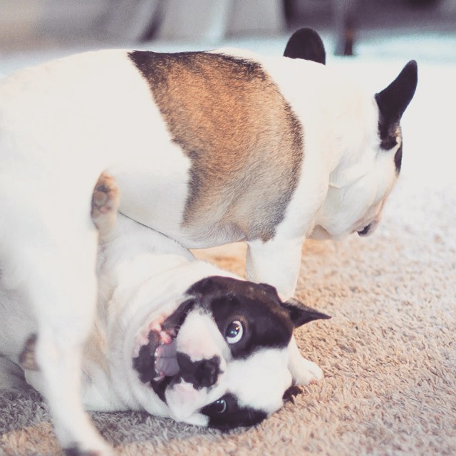 frenchie brothers play