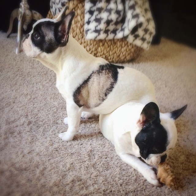 frenchie brothers sitting on each other