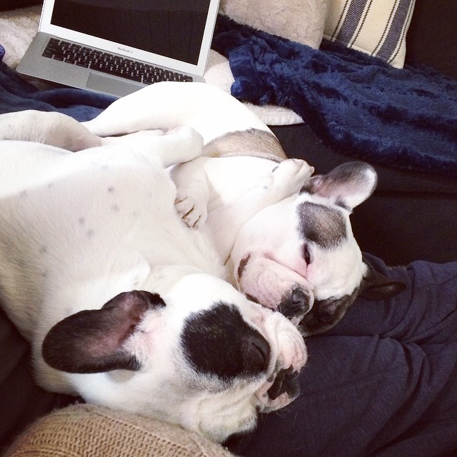 frenchie brothers snuggles