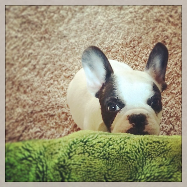 frenchie bunny head