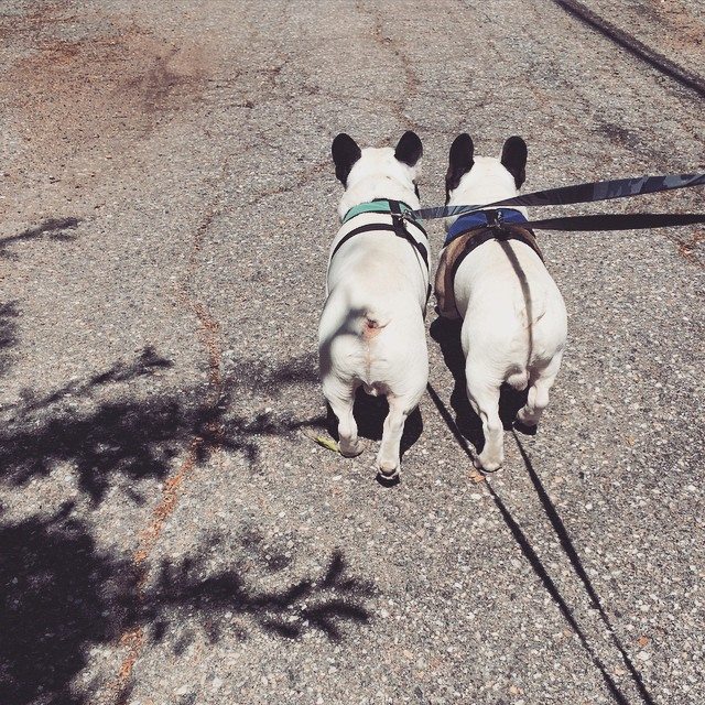 frenchie dog butts