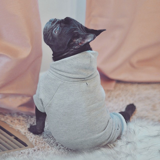 frenchie dog in sweatshirt