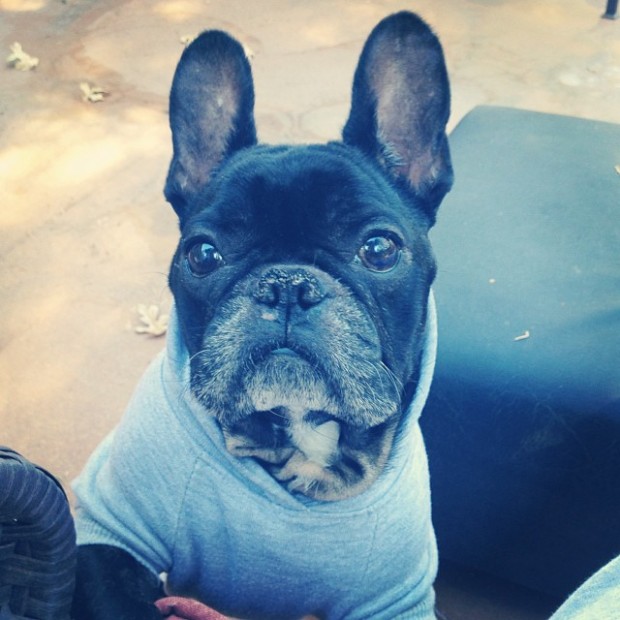 frenchie in a sweatshirt