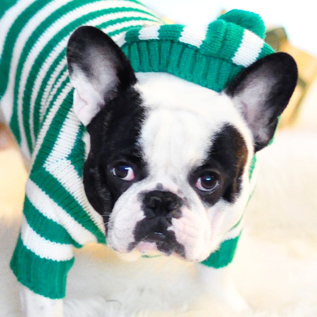 frenchie in stripes