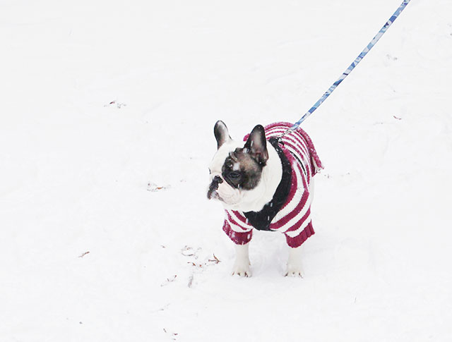 frenchie in the snow