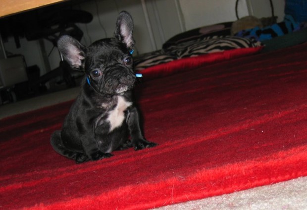 frenchie-leroy-lovemaegan-1