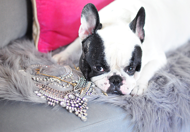 frenchie posing with necklaces