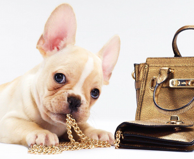 frenchie pup chewing on handbag chain