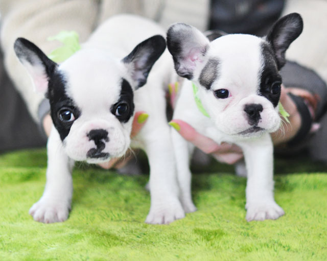 frenchie puppies