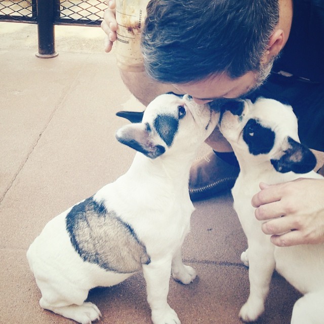 frenchie puppies kissing daddy