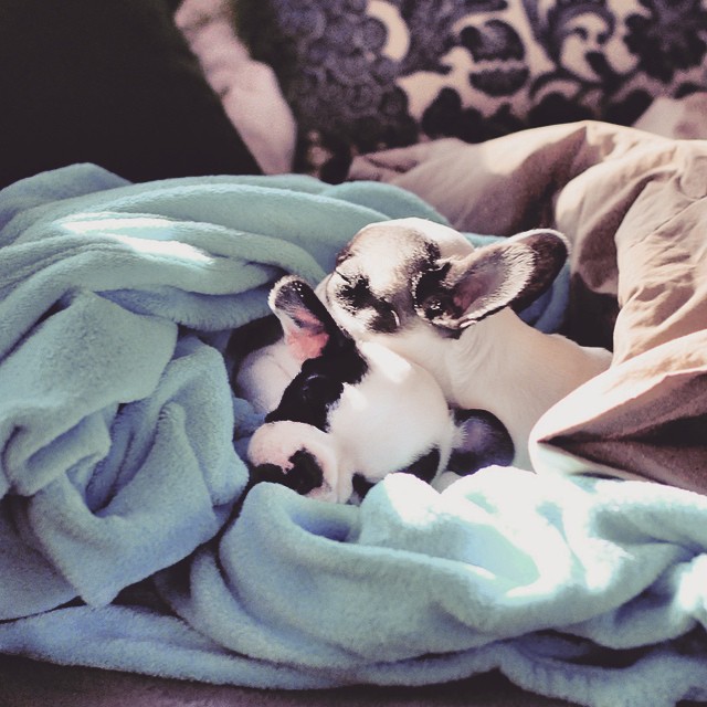 frenchie puppies sleep together