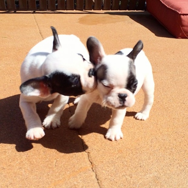 frenchie puppies