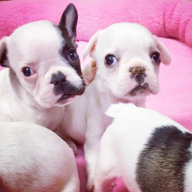 frenchie puppies