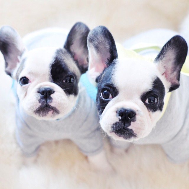 frenchie puppies