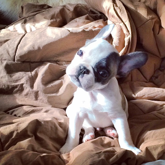 frenchie puppy