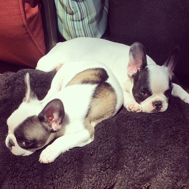 frenchie puppy brothers