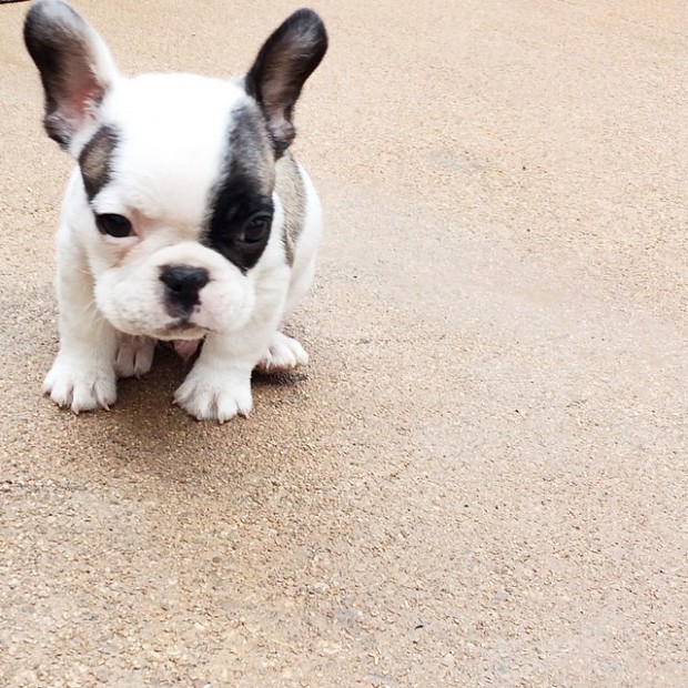 frenchie puppy bunny