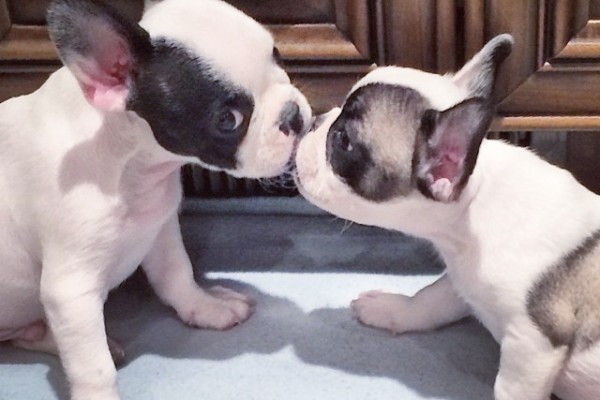 frenchie puppy kisses
