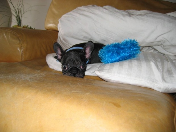 frenchie-puppy-leroy-lovemaegan-10