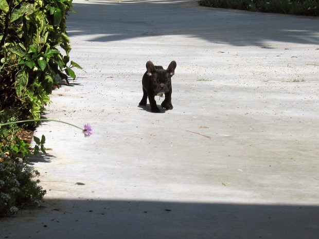 frenchie-puppy-leroy-lovemaegan-12