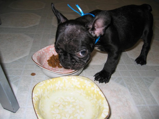 frenchie-puppy-leroy-lovemaegan-2