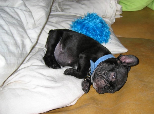 frenchie-puppy-leroy-lovemaegan-27