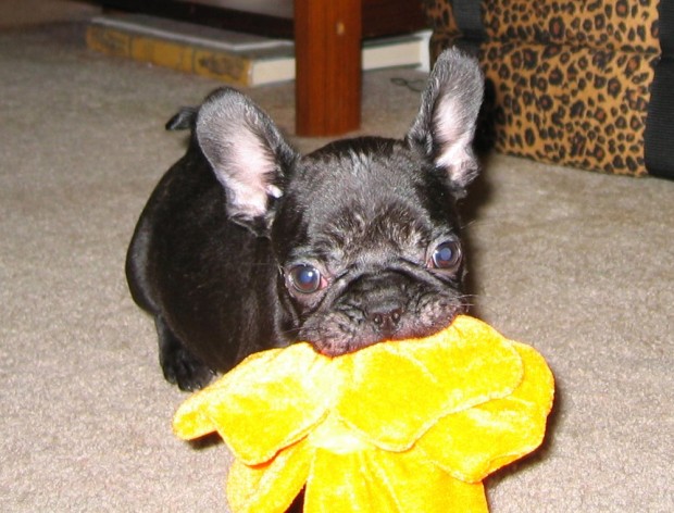 frenchie-puppy-leroy-lovemaegan-3