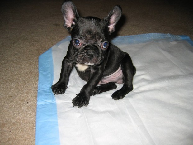 frenchie-puppy-leroy-lovemaegan-31