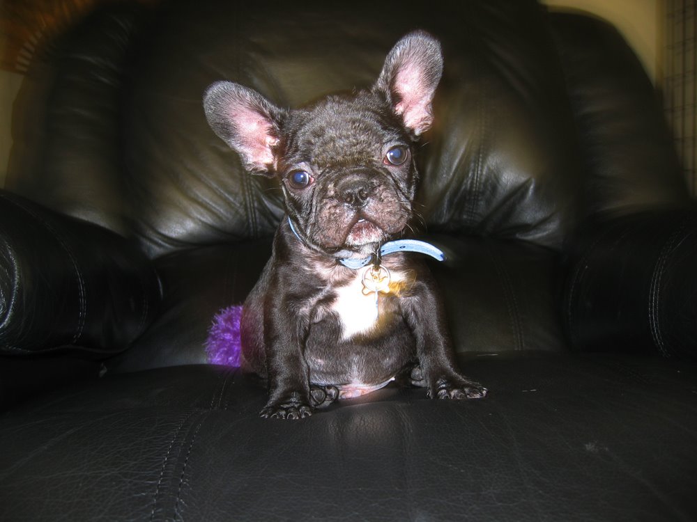 frenchie-puppy-leroy-lovemaegan-39