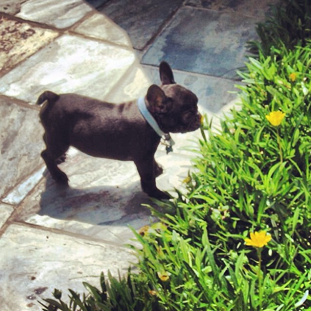 frenchie puppy