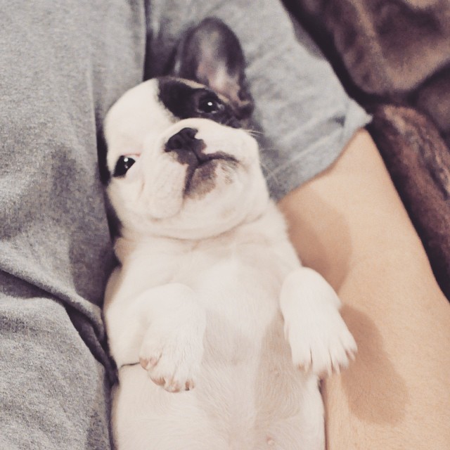 frenchie puppy_randy