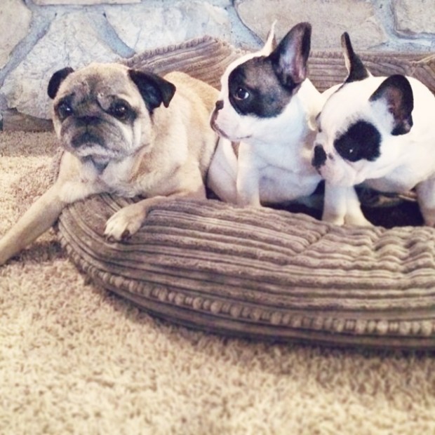 frenchie pups and a pug