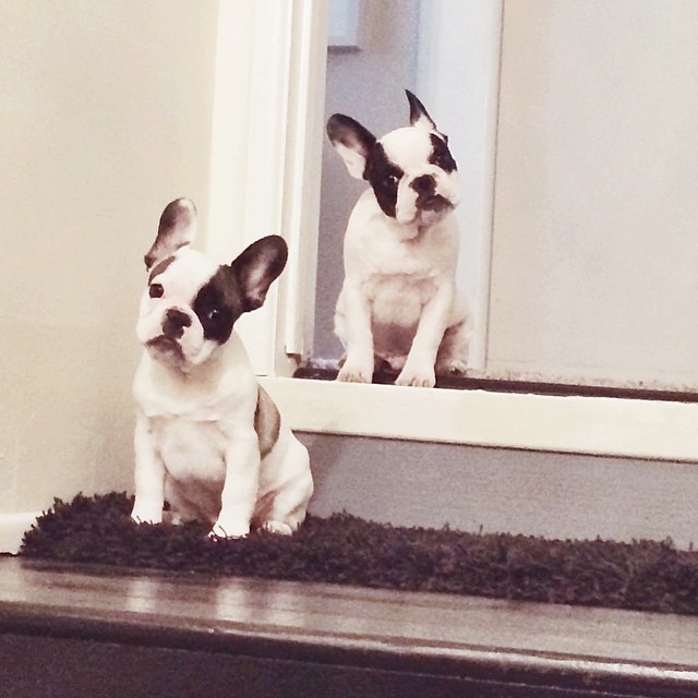 frenchie pups at the top of the stairs