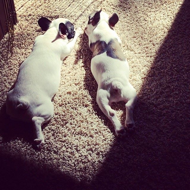 frenchie pups in the sun