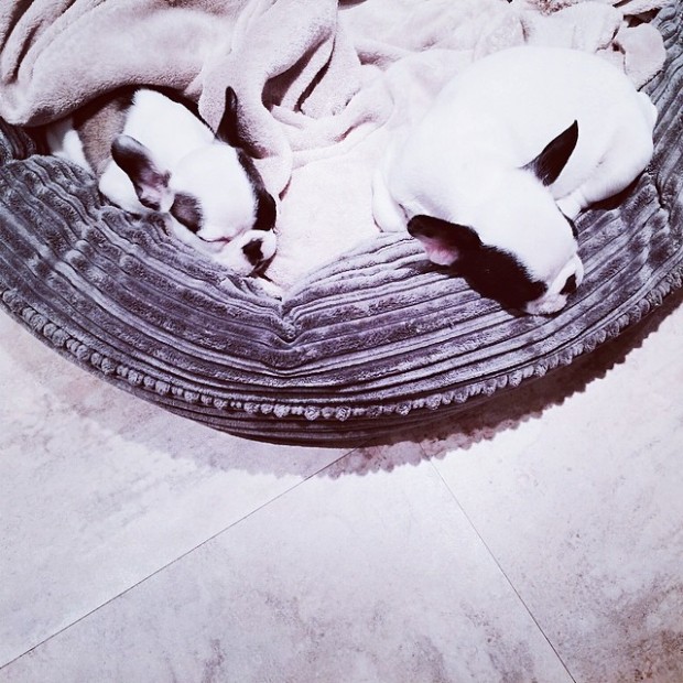 frenchie pups sleeping